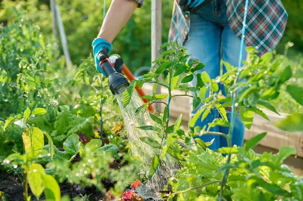 jardinage potager
