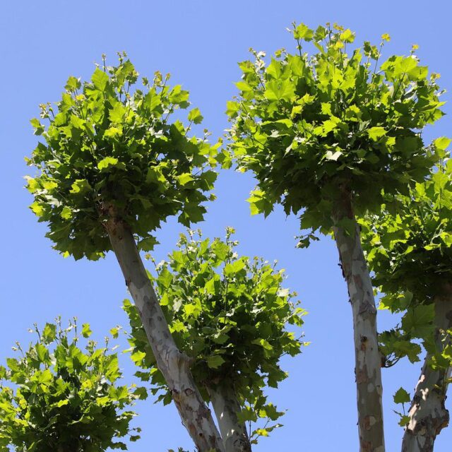 Faire régulièrement l'élagage à vos arbres : les avantages