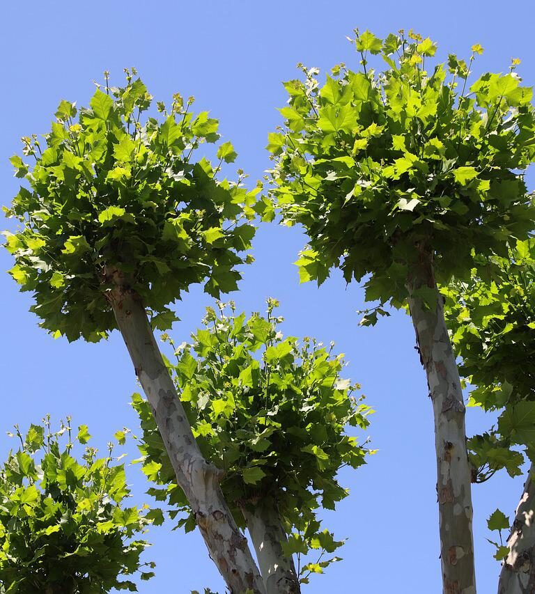Faire régulièrement l'élagage à vos arbres : les avantages