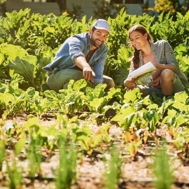potager